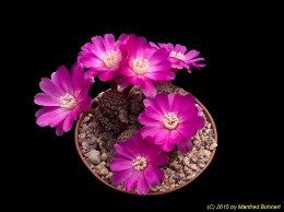 Sulcorebutia steinbachii v. taratensis 177